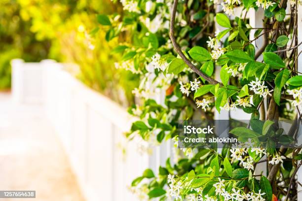 Summer Garden Clematis Vine Plant Flowers Outside Closeup Of Blooms With Sunlight And White Fence In Backyard Copy Space Background Stock Photo - Download Image Now