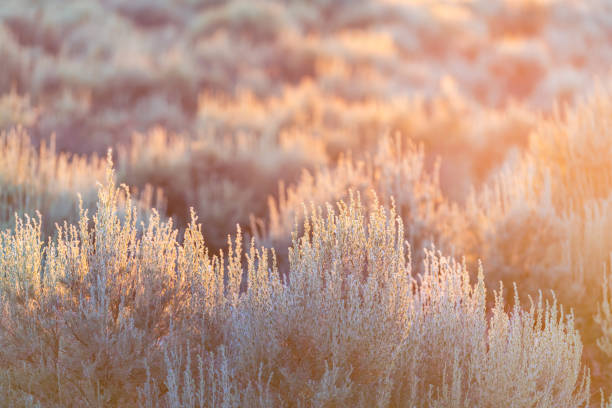 soft sun sunset rays sunlight lift through grass green desert sage brush plants in ranchos de taos valley landscape in summer abstract pattern - ranchos de taos imagens e fotografias de stock