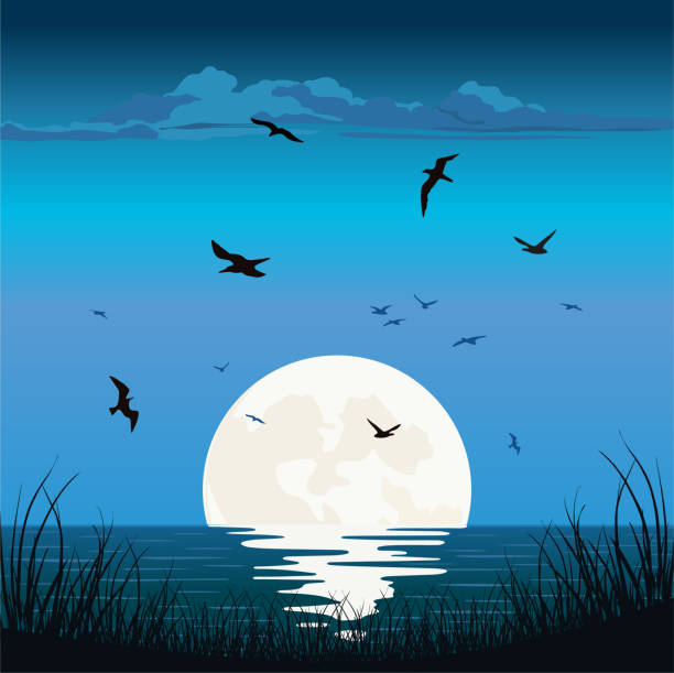 ilustraciones, imágenes clip art, dibujos animados e iconos de stock de sunset sunrise en sea ocean - luz de la luna