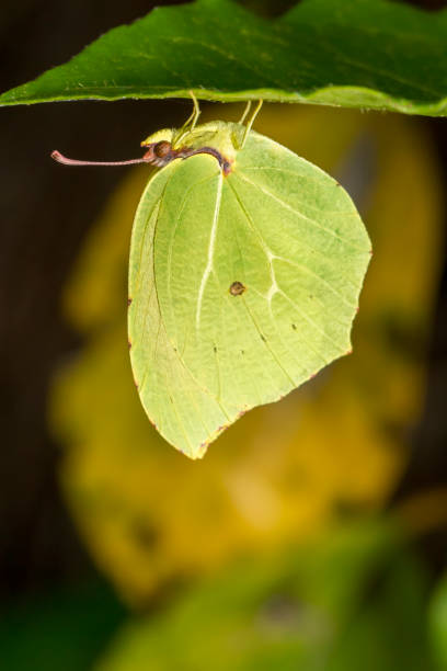 istock Gonepteryx cleopatra  butterfly insect 1257656412