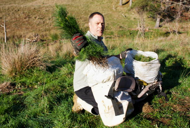 istock Tree Planter Loads his Tree Planting Bag with Seedlings. 1257659547