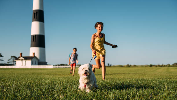 Siblings walking Maltese Dog Siblings running with a Maltese Dog bodie island stock pictures, royalty-free photos & images