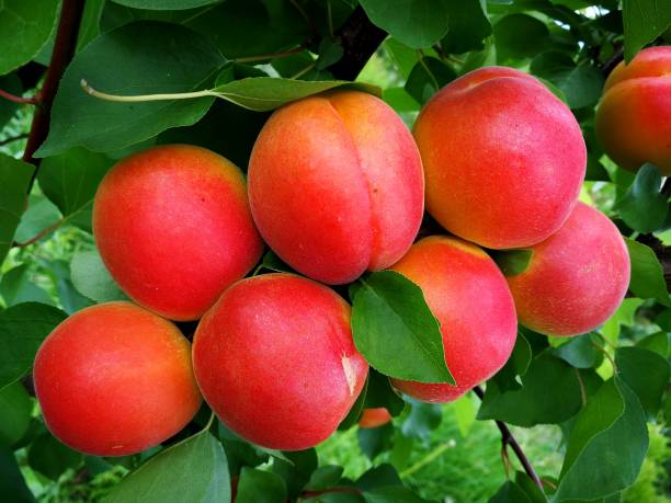 istock Okanagan apricots on a apricot tree branch 1257660357