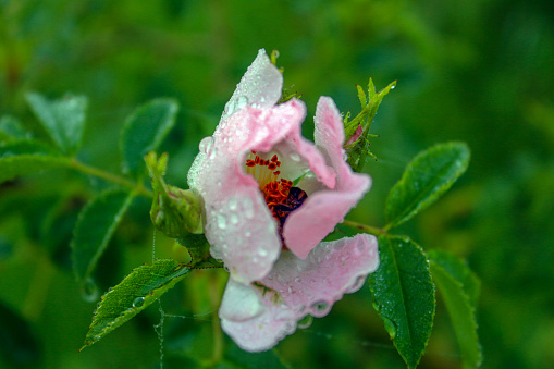 The dog rose  flowers with dew and water drops