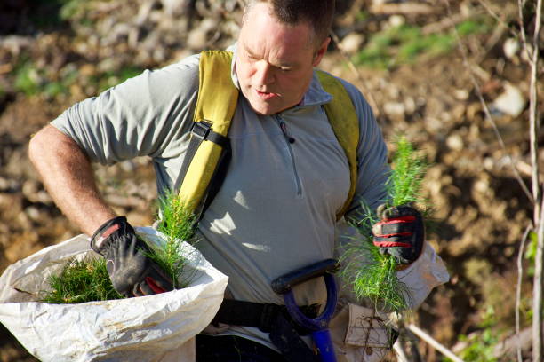 Tree Planter Planting Pine Radiata Seedlings A Day in the Life of a Tree Planter. A Tree Planter on the deforested slopes planting Pine Seedlings.

The importance of Forests cannot be underestimated. We depend on forests for our survival, from the air we breathe to the wood we use. In New Zealand, Forestry is the third largest export earner behind dairy and meat. New Zealand Forest Industry is based on sustainable plantations of predominantly Pinus radiata. Unpastural land on Farms is being encouraged to plant Pine Forests as a way to offset New Zealand's carbon emissions. reforestation stock pictures, royalty-free photos & images