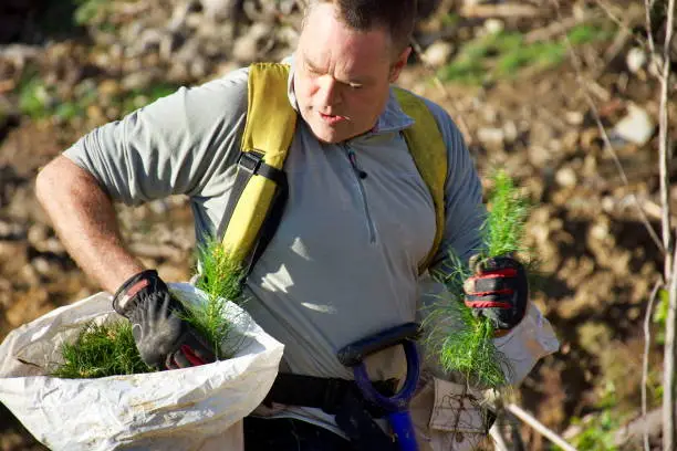 Photo of Tree Planter Planting Pine Radiata Seedlings