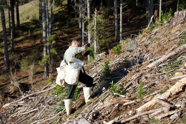 дерево плантер посадка сосновая радиата seedlings - lumber industry reforestation tree forest стоковые фото и изображения