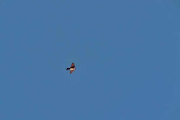 istock lonely swallow, with open wings, gliding under a cloudless blue sky. 1257664765