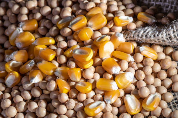 семена сои и кукурузы на джутовом фоне в бразилии - soy products стоковые фото и изображения