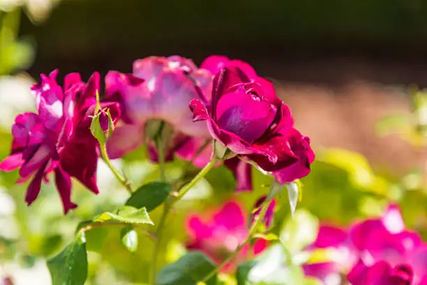 Hautefort, Dordogne, France, Europe. Red roses in a garden in the town of Hautefort.