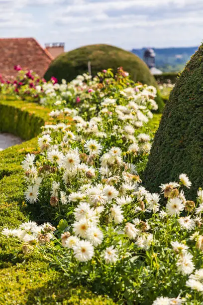 Hautefort, Dordogne, France, Europe. White flowers in a garden in the town of Hautefort.