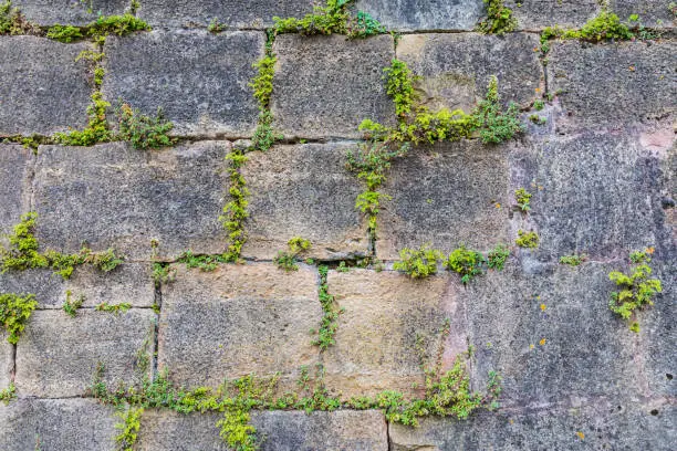 Europe, France, Dordogne, Hautefort. Plants growing in a stone wall in the town of Hautefort.