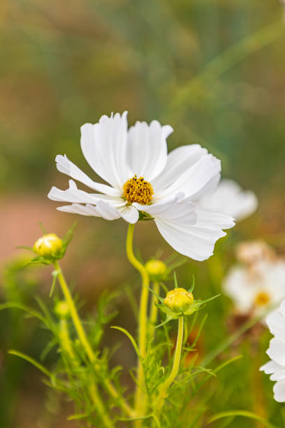 istock Flowers in a garden in Limoges. 1257665672