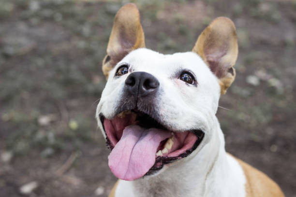 istock Friendly Dog having a big smile 1257666373
