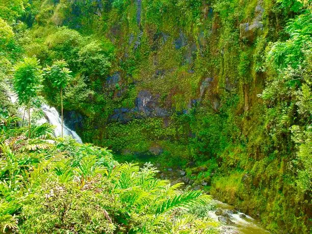 Scenic view of a lush valley on Maui