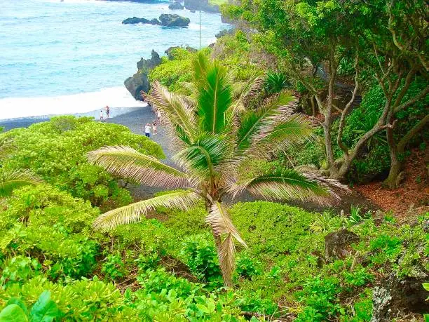 Palm tree pertruding from lush greenery