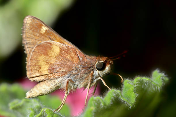 Buttefly Pictures | Download Free Images on Unsplash