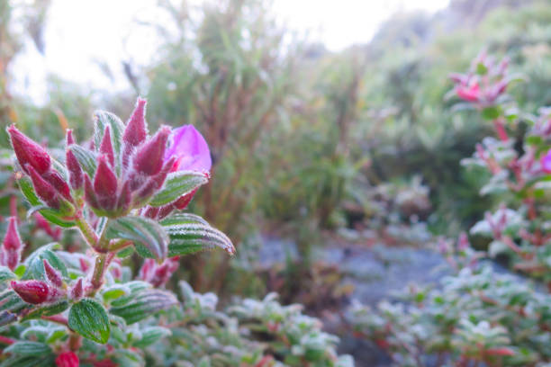 purple flowers growing on the rock
