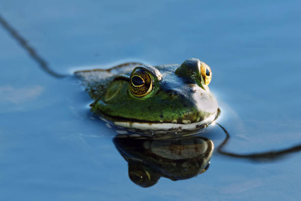 American Bullfrog Reflecting