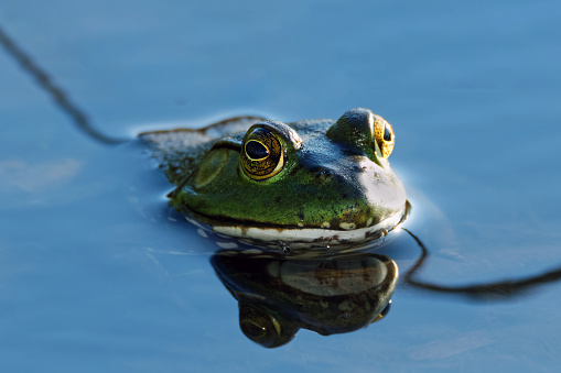 An American Bullfrog sits calmly in the water. The clear water shows a beautiful reflection.