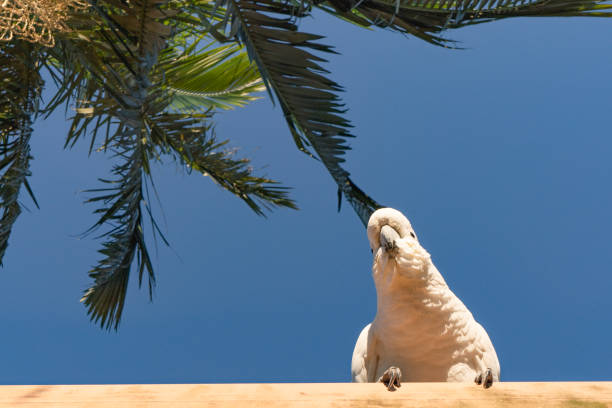 cockatoo parrot uccello ritratto mattina alba sole carino animale australia queensland - parrot young animal human hand cute foto e immagini stock