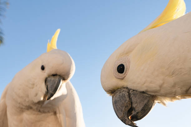 cockatoo parrot uccello ritratto mattina alba sole carino animale australia queensland - parrot young animal human hand cute foto e immagini stock