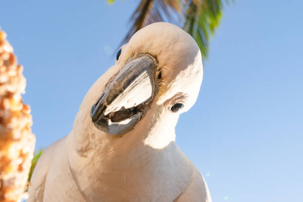 cockatoo parrot uccello ritratto mattina alba sole carino animale australia queensland - parrot young animal human hand cute foto e immagini stock