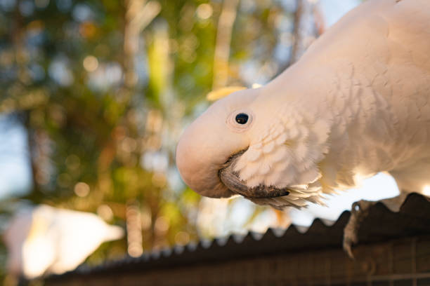 cockatoo parrot uccello ritratto mattina alba sole carino animale australia queensland - parrot young animal human hand cute foto e immagini stock