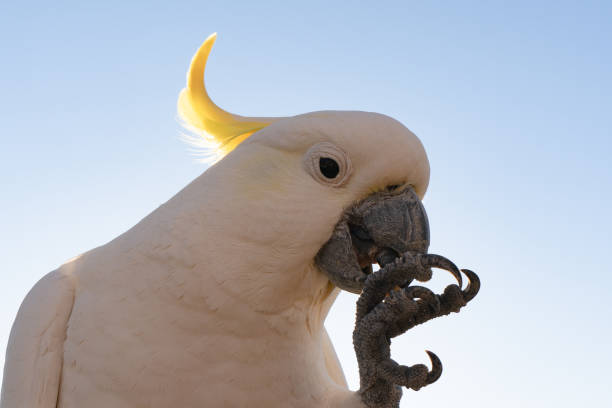 cockatoo parrot uccello ritratto mattina alba sole carino animale australia queensland - parrot young animal human hand cute foto e immagini stock