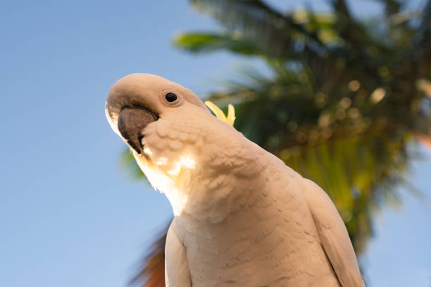 cockatoo parrot uccello ritratto mattina alba sole carino animale australia queensland - parrot young animal human hand cute foto e immagini stock