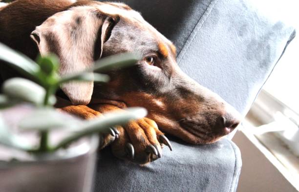 istock Jax and a Plant 2020 1257676382