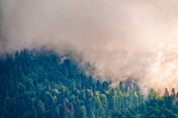 wysoka góra z zielonymi zboczami ukrytymi w chmurach i mgle. mistyczny las na zboczu góry w gęstej mgle. - sochi hill tree wet zdjęcia i obrazy z banku zdjęć