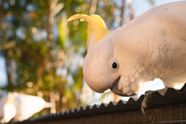 cockatoo parrot uccello ritratto mattina alba sole carino animale australia queensland - parrot young animal human hand cute foto e immagini stock