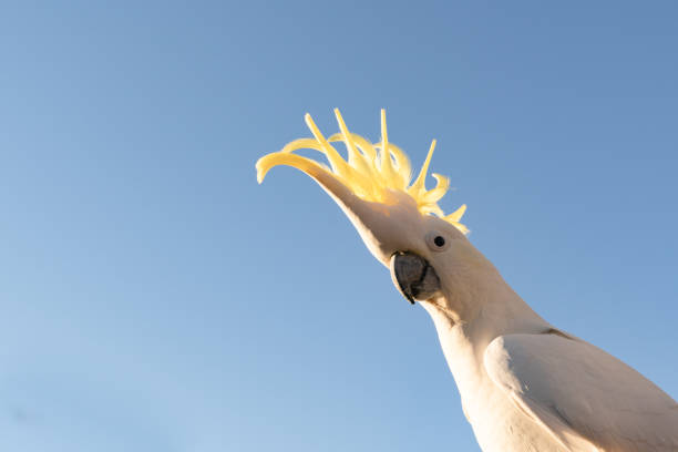 cockatoo parrot uccello ritratto mattina alba sole carino animale australia queensland - parrot young animal human hand cute foto e immagini stock