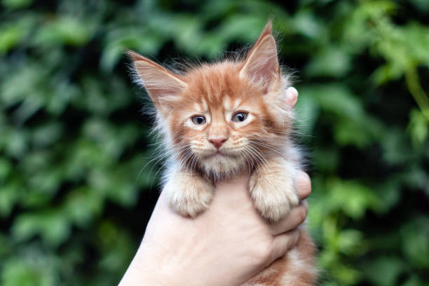 istock A month old maine coon kitten in hands. 1257677243