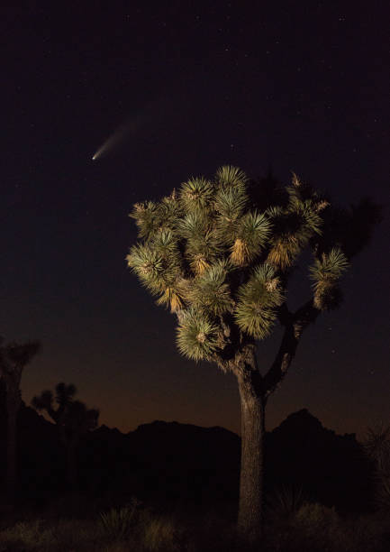 istock Comet NEOWISE at Joshua Tree National Park 1257677347