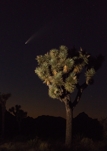07/15/2020 - Comet Neowise as seen from Joshua Tree National Park. The comet got its name after it was discovered on March 27, 2020, by NASA\