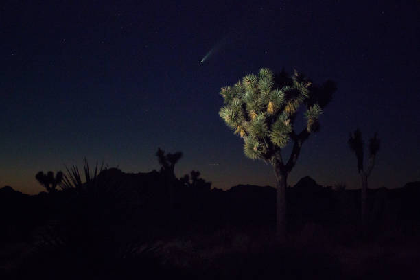 istock Comet NEOWISE at Joshua Tree National Park 1257677348