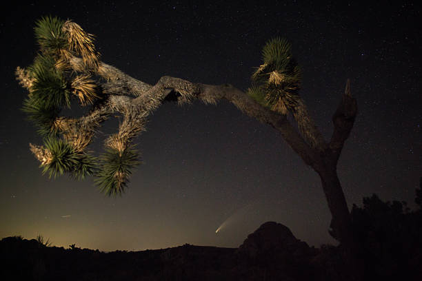 istock Comet NEOWISE at Joshua Tree National Park 1257677353