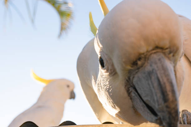 cockatoo parrot uccello ritratto mattina alba sole carino animale australia queensland - parrot young animal human hand cute foto e immagini stock