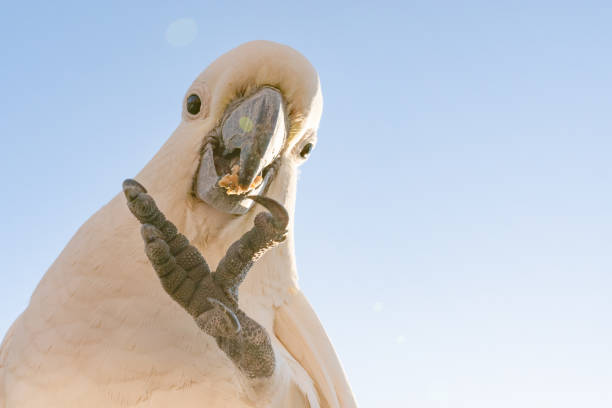 cockatoo parrot uccello ritratto mattina alba sole carino animale australia queensland - parrot young animal human hand cute foto e immagini stock