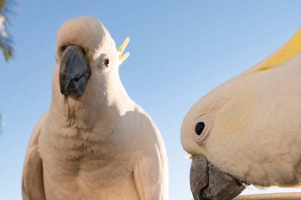 cockatoo parrot uccello ritratto mattina alba sole carino animale australia queensland - parrot young animal human hand cute foto e immagini stock