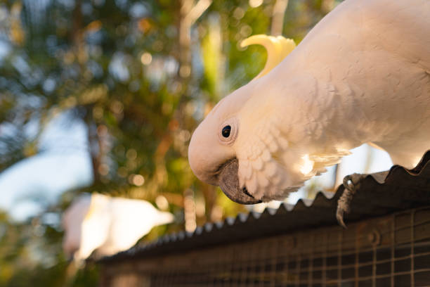 cockatoo parrot uccello ritratto mattina alba sole carino animale australia queensland - parrot young animal human hand cute foto e immagini stock