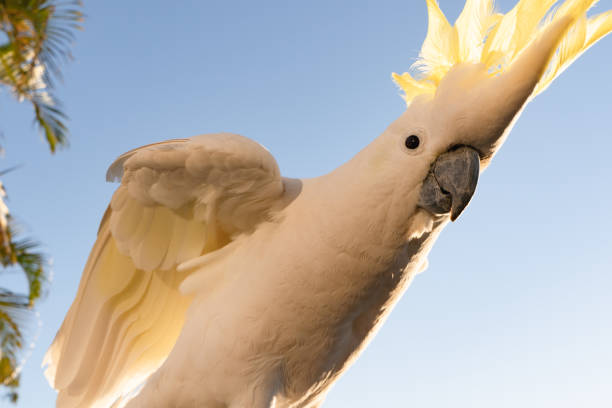 cockatoo parrot uccello ritratto mattina alba sole carino animale australia queensland - parrot young animal human hand cute foto e immagini stock