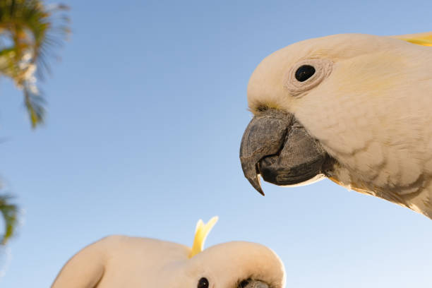 cockatoo parrot uccello ritratto mattina alba sole carino animale australia queensland - parrot young animal human hand cute foto e immagini stock