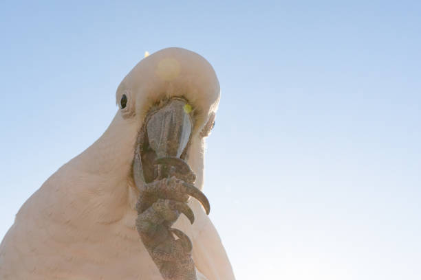 cockatoo parrot uccello ritratto mattina alba sole carino animale australia queensland - parrot young animal human hand cute foto e immagini stock