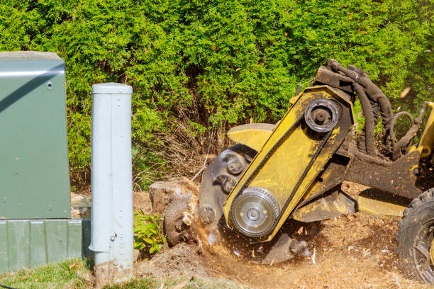 istock A stump is shredded with removal, grinding in the stumps and roots into small chips 1257678945