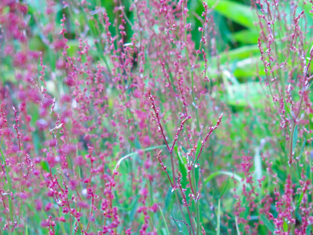istock small red spikes in the grass field 1257679092