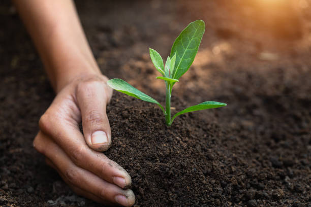 las plántulas que crecen a partir de suelos perfectos tienen la idea de proteger las manos de la preparación del suelo para el cultivo agrícola. suelo para jardinería, agricultura ecológica, calidad del suelo y día mundial del suelo. - seed human hand tree growth fotografías e imágenes de stock