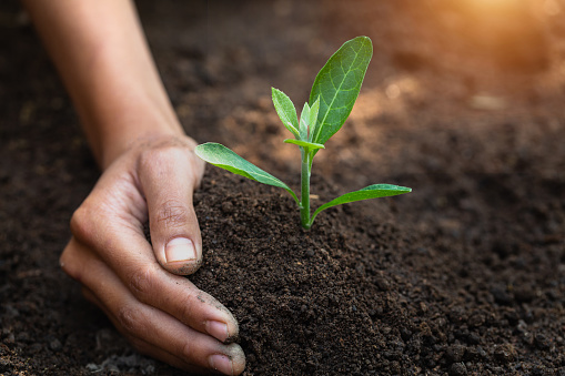 Seedlings that grow from perfect soil have the idea of protecting the hands of soil preparation for agricultural cultivation. Soil for gardening, organic farming, soil quality and World Soil Day.